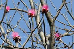 Pseudobombax ellipticum